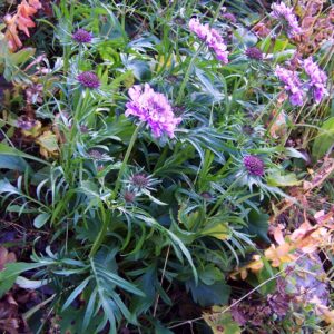 Scabiosa lucida - Rósakarfa