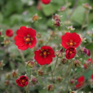 Potentilla atrosanguinea-jarðaberjamura