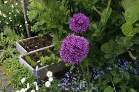 Allum sphaerocephalo-Kúlulaukur