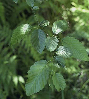 Alnus rubra - Ryðölur