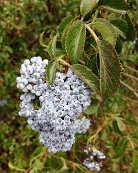 Sambucus cerulea - Bláyllir