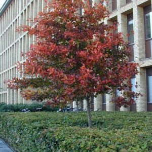 Crataegus crus-galli - Sporaþyrnir