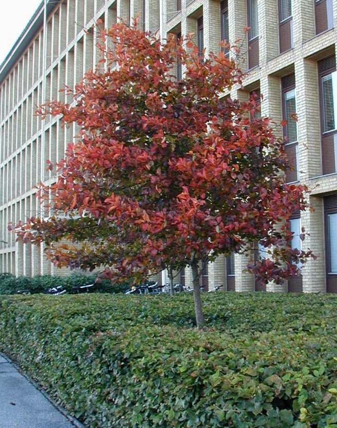 Crataegus crus-galli - Sporaþyrnir