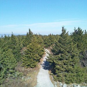 Picea rubens - Brúngreni