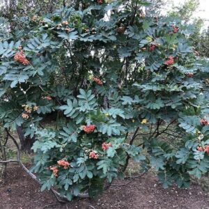 Sorbus sitchensis - Sitkareynir