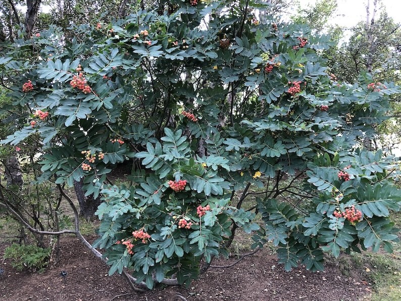 Sorbus sitchensis - Sitkareynir