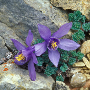 Aquilegia jonesii-Jónasarvatnsberi, lágvaxinn