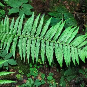 Dryopteris filix-mas-Stóri burkni