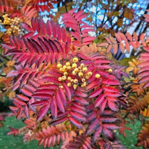 Sorbus 'Joseph Rock' - Reynir 'Joseph Rock'