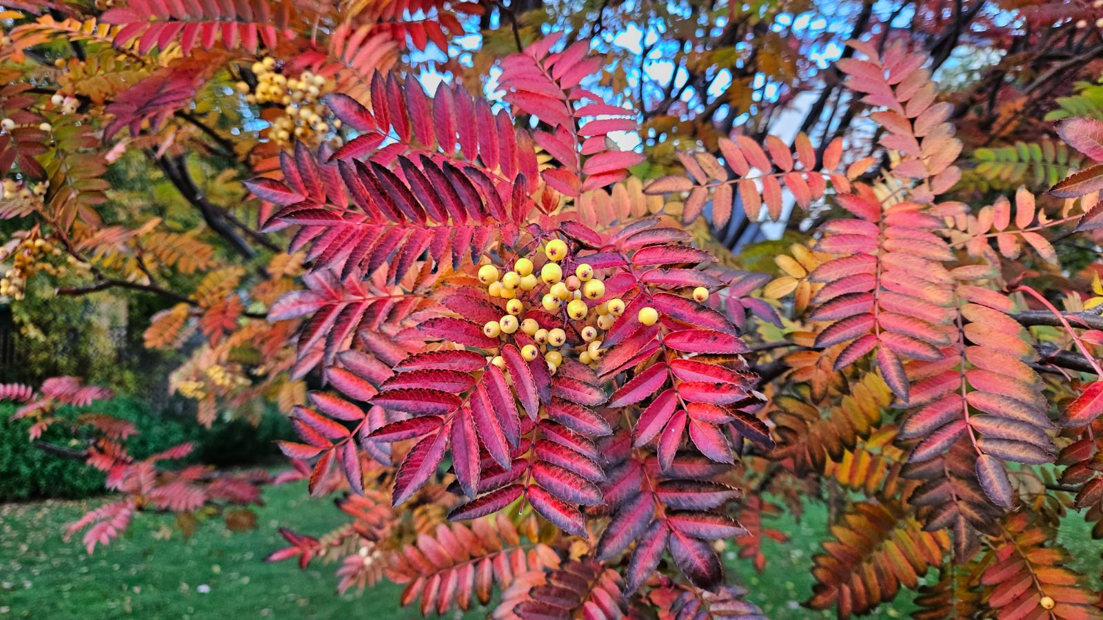 Sorbus 'Joseph Rock' - Reynir 'Joseph Rock'