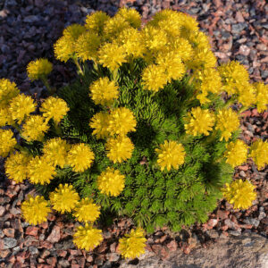 Saxifraga juniperifolia - Einisteinbrjótur