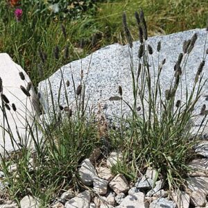 Phleum alpinum - Fjallafoxgras