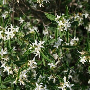 Daphne alpina - Fjallasproti