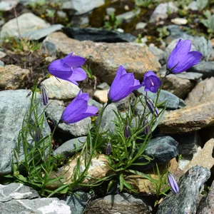 Campanula scheuchzeri- Heiðaklukka