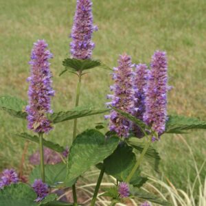 Agastache foeniculum - Ilmexir