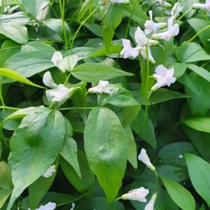 Lathyrus vernus f. albiflorus – Vorertur, hvítar