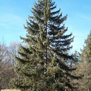 Picea koyamae - Burstagreni