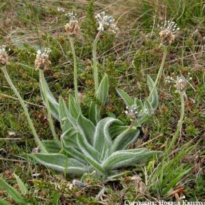 Plantago lanecolata - Selgresi