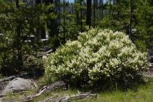 Ceanothus velutinus - Snowbrush