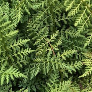 Cystopteris fragilis - Tófugras