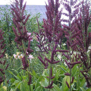 Veratrum nigrum - Svarthnöri