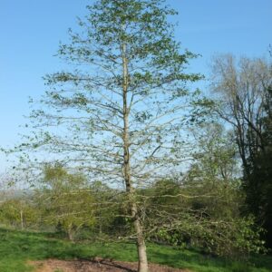 Alnus rhombifolia - Hvítölur