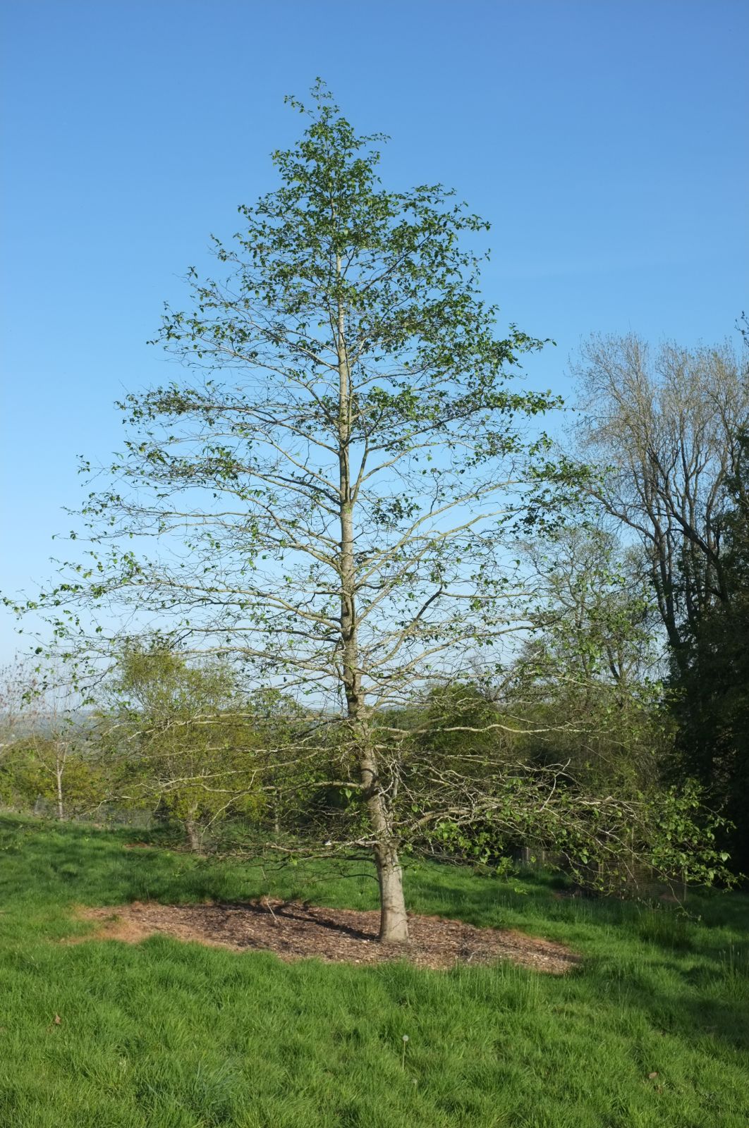 Alnus rhombifolia - Hvítölur