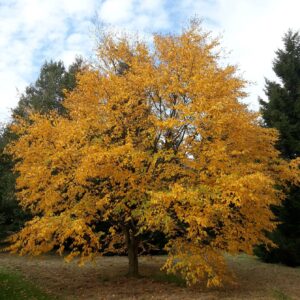 Betula alleghaniensis - Gulbjörk