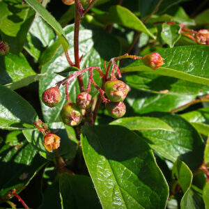Cotoneaster acutifolius - Broddmispill