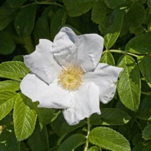 Rossa rugosa var. alba - Ígulrós hvít blóm