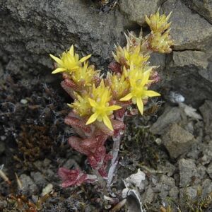 Sedum annuum - Skriðuhnoðri
