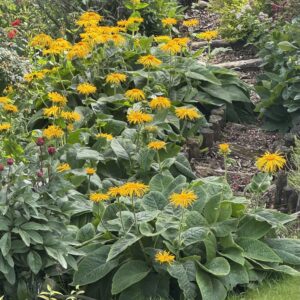 Inula royleana - Fjallasunna