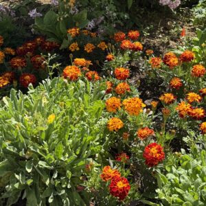 Tagetes 'Panther' - flauelisblóm