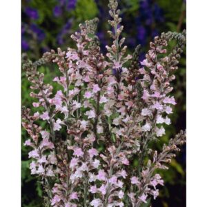 Liniaria pururea ´Canon Went´