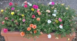 Portulaca grandiflora - Hjarðrósa