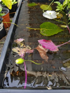 Vetrarhamur og tímasetningar